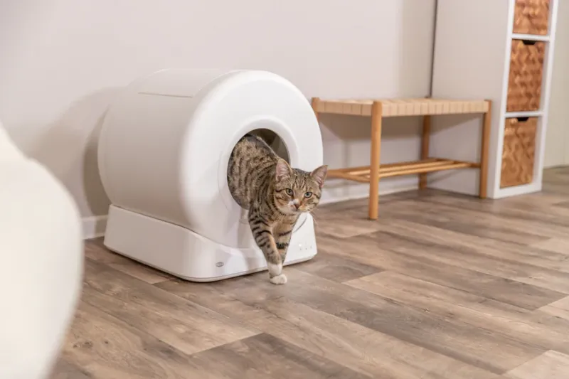 Smarte Katzentoilette