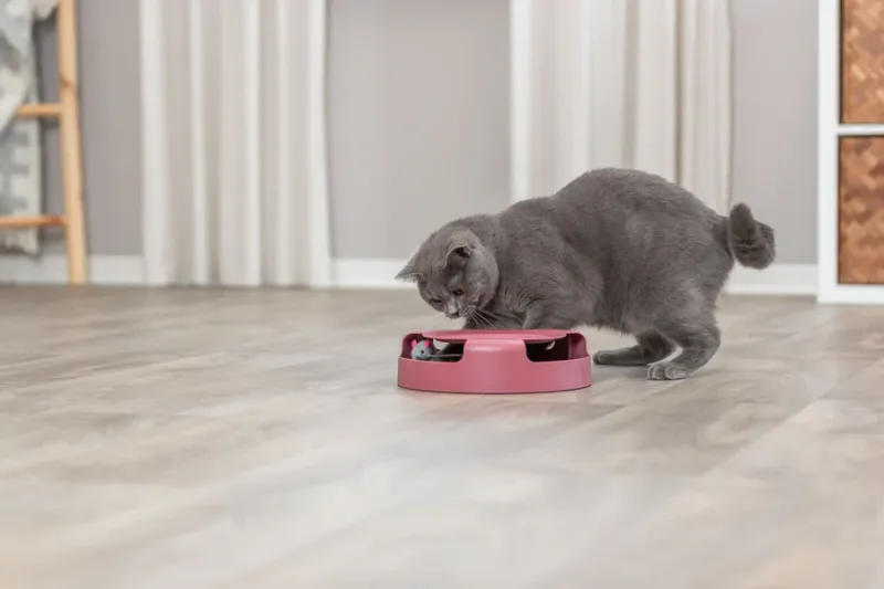 Preview: Catch the Mouse