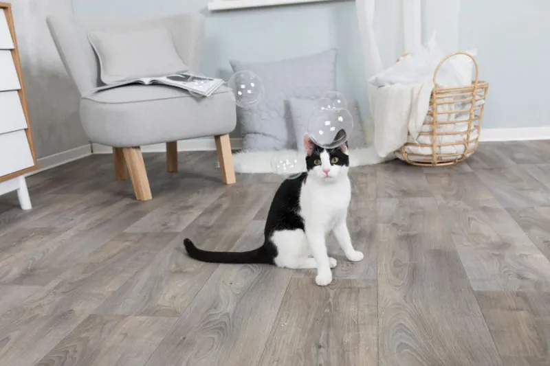 Catnip Seifenblasen
