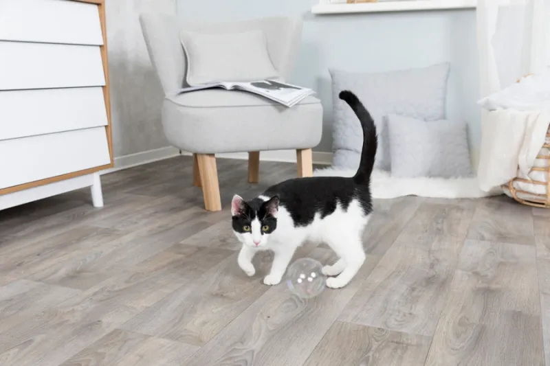 Catnip Seifenblasen