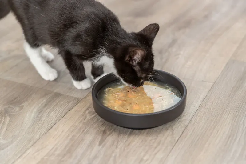 Preview: Kittis Salmon Soup