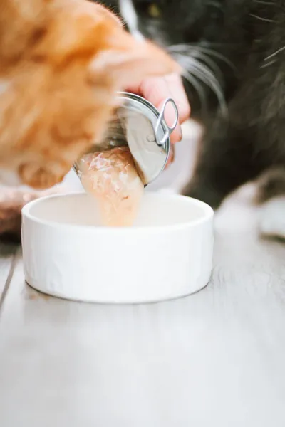 Salmon Soup