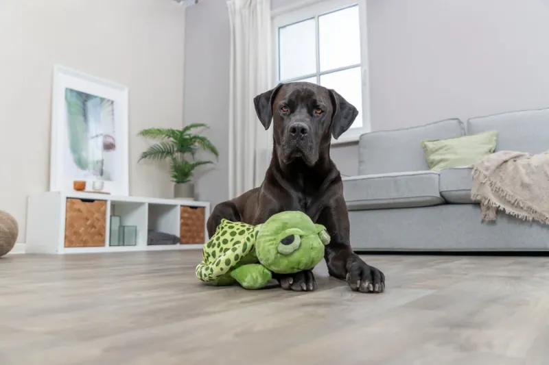 Preview: Schildkröte