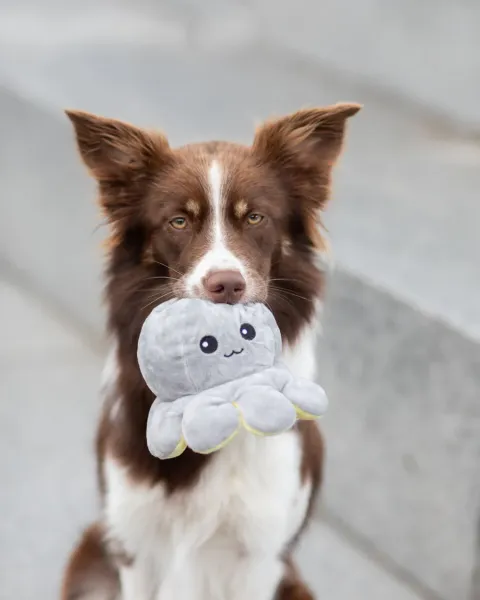 Preview: Wende-Oktopus