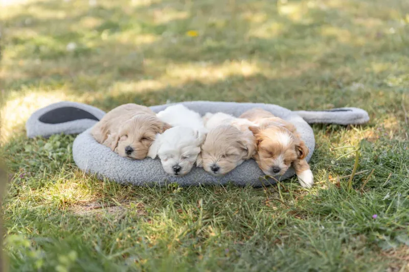 Preview: Junior Bett Hund