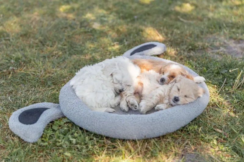 Preview: Junior Bett Hund