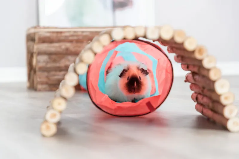 Preview: Spieltunnel