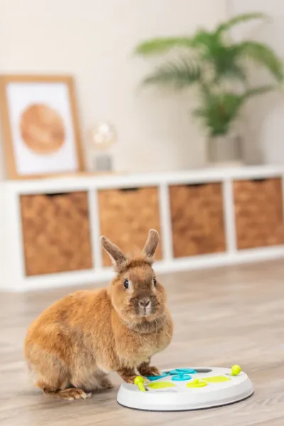 Preview: Strategiespiel Flip Board