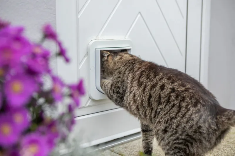 Preview: ZeroMOUSE – Smarter Beute-Stopper für bestehende Katzenklappen