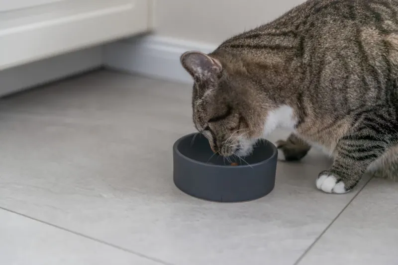 Preview: Keramiknapf