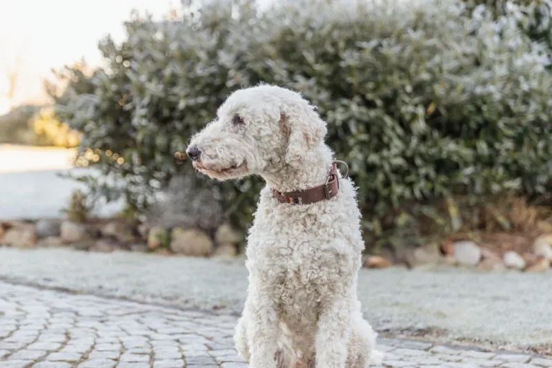 Preview: Rustic Fettleder-Halsband Nieten, extra breit