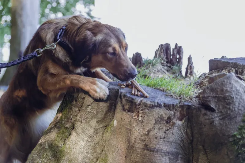 Preview: Insect Sticks