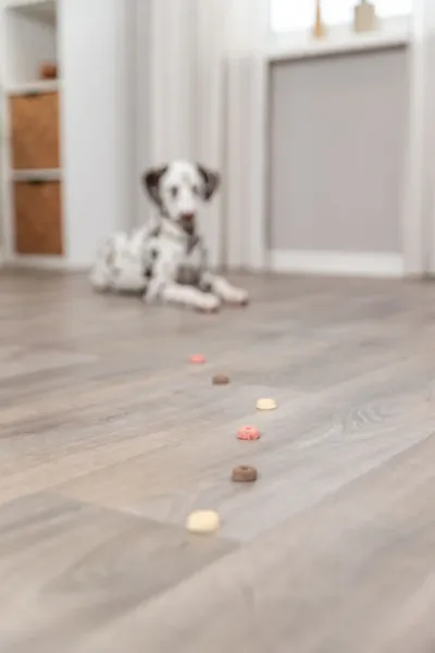 Preview: Cookie Snack Loops