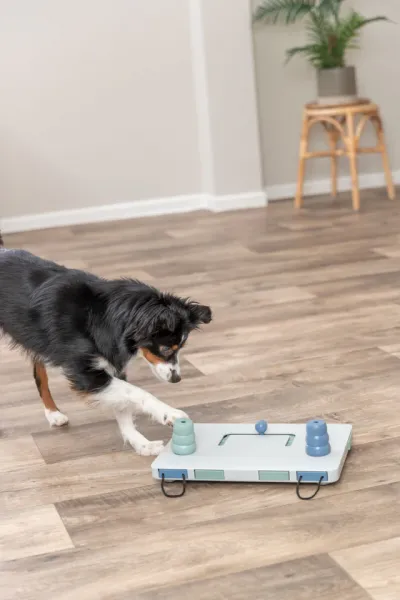 Move2Win Strategiespiel