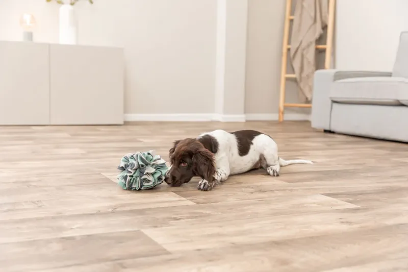 Preview: Schnüffelball