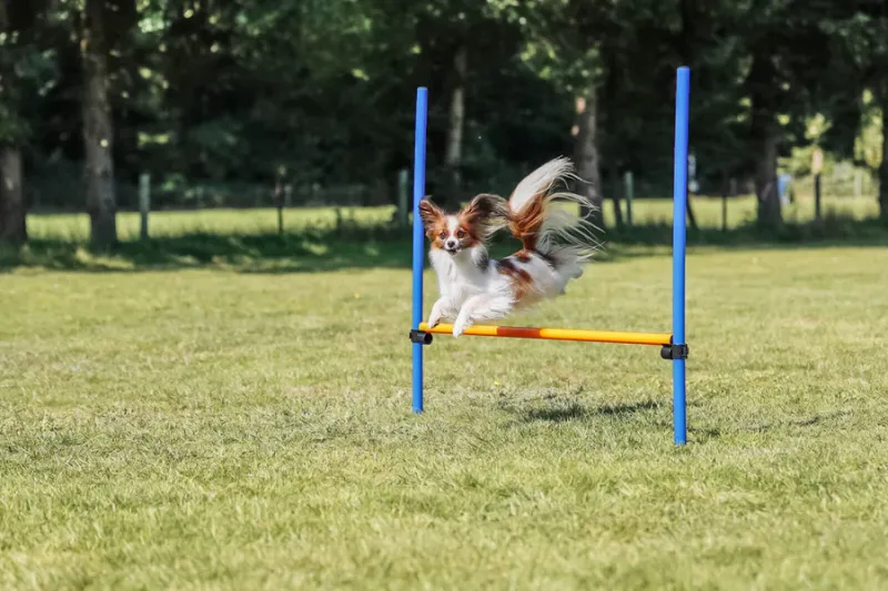 Fun Agility Hürde