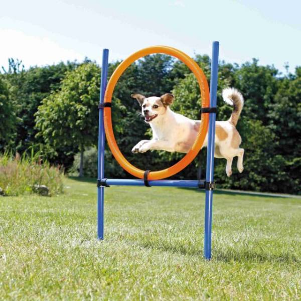 Fun Agility Ring