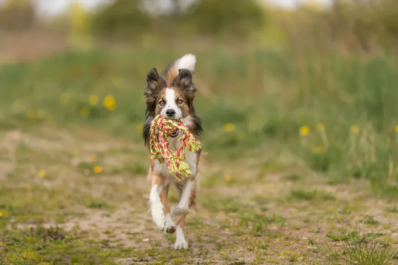 Preview: Tau-Spielzeug mit eingeflochtenem Ball