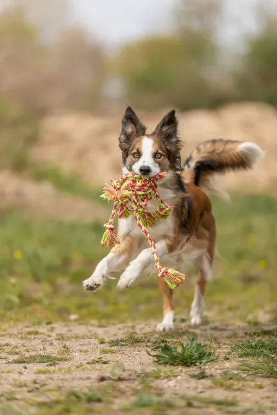 Preview: Tau-Spielzeug mit eingeflochtenem Ball