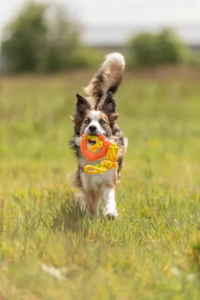 Preview: Spieltau mit Ring, Naturgummi