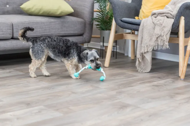 Preview: Denta Fun Stick mit Seil