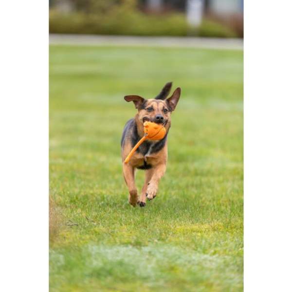 Balltier im Display, Latex