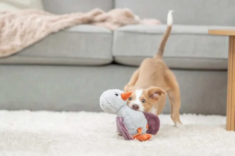 Hundeplüschtier Strauß