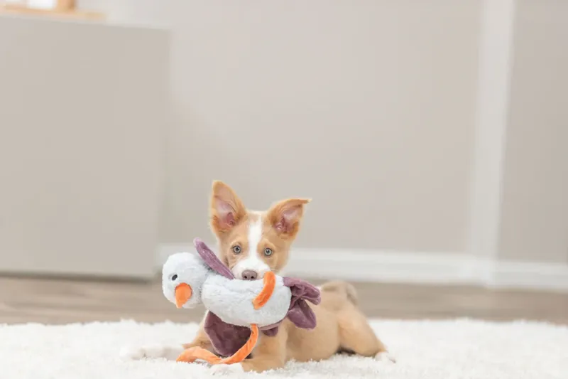 Hundeplüschtier Strauß