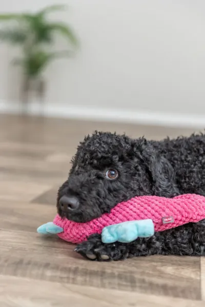 Preview: Seepferdchen