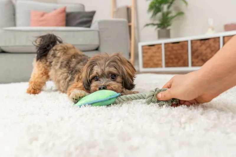 Preview: Hundeplüschtier Tatze am Tau