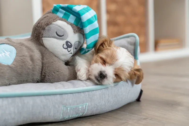 Junior Faultier Welpenspielzeug und Einschlafhilfe