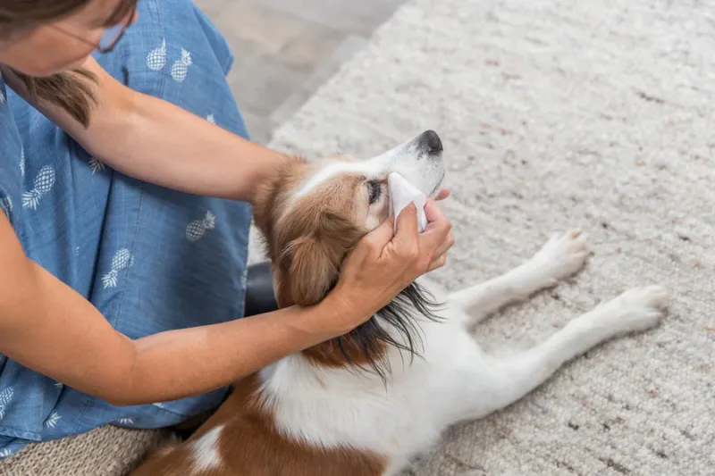 Preview: Augenpflege-Tücher