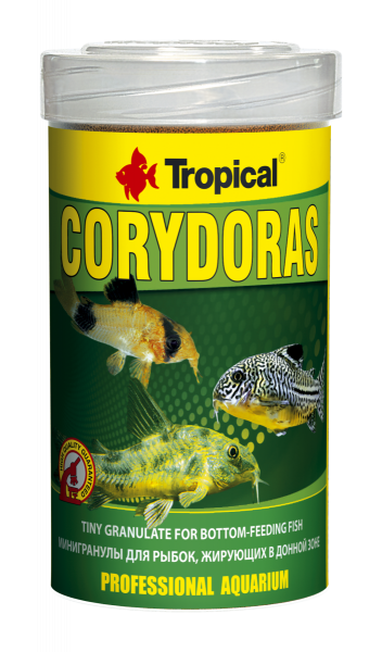 Corydoras