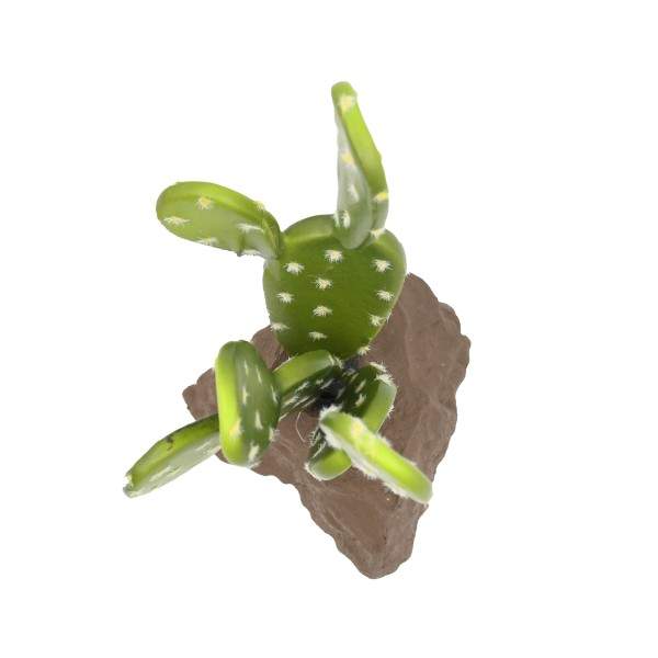Biberschwanzkaktus