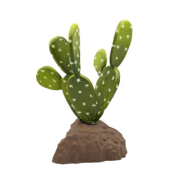 Biberschwanzkaktus