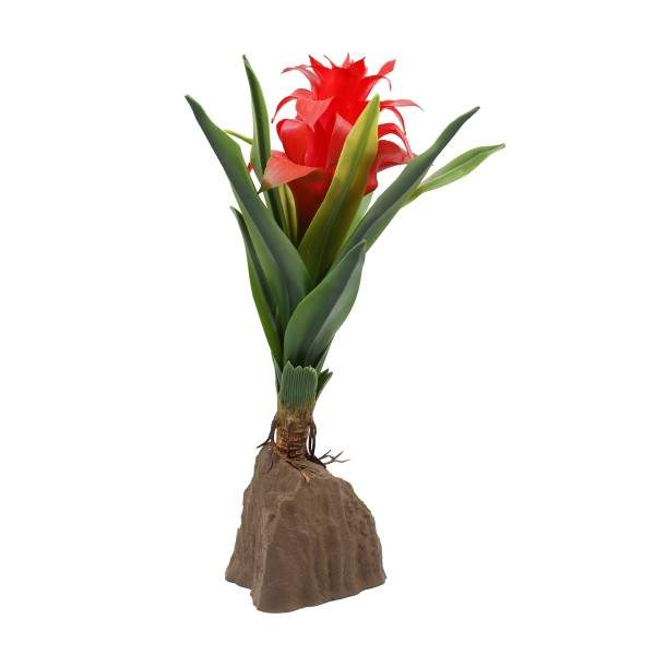 Bromelien