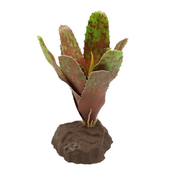 Bromelie Neoregelia