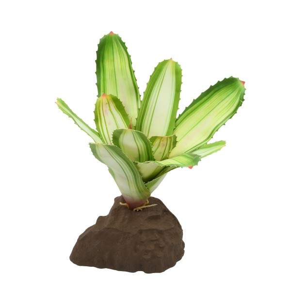 Bromelie Neoregelia