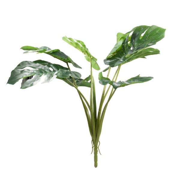 Monstera