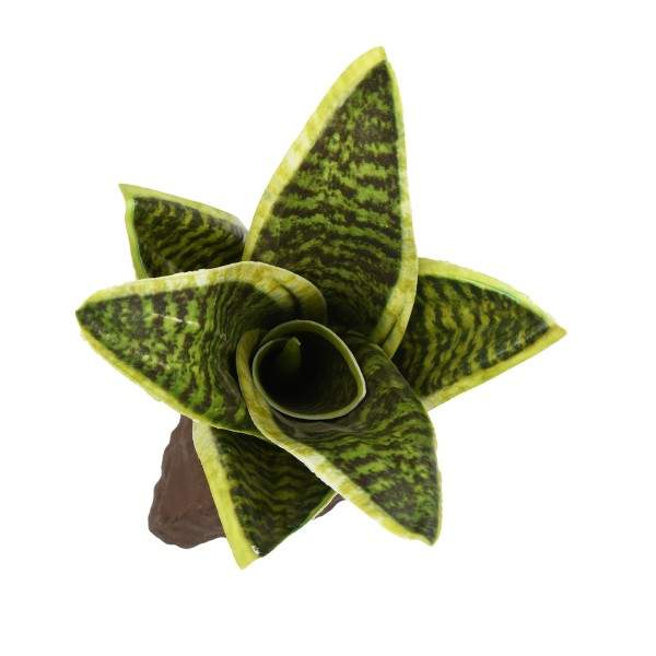 Sansevieria