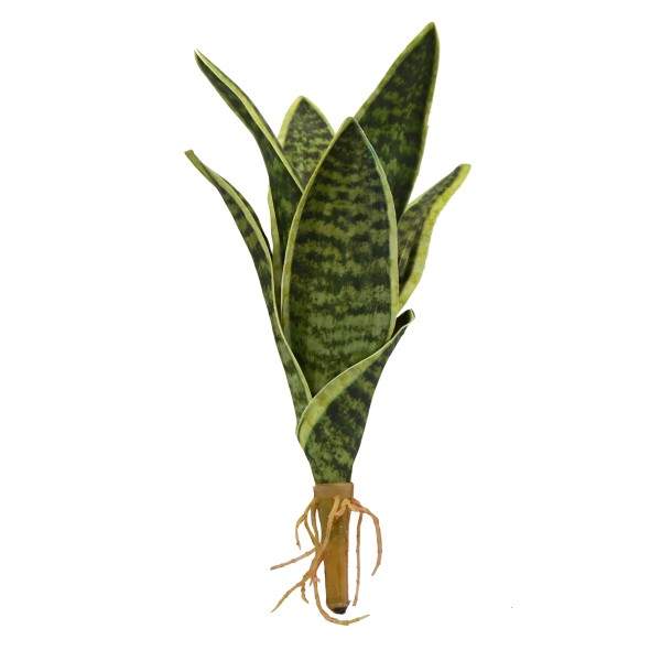 Sansevieria