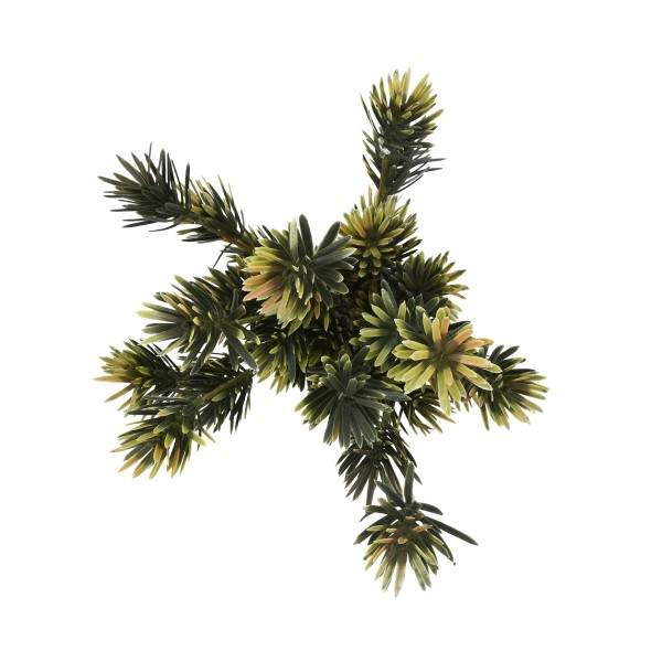 Podocarpus