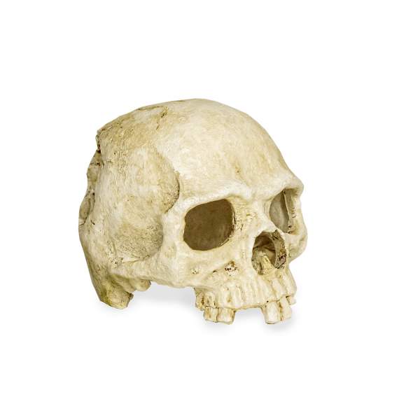 Lucky Reptile Deco Skull Monkey (Affenschädel)