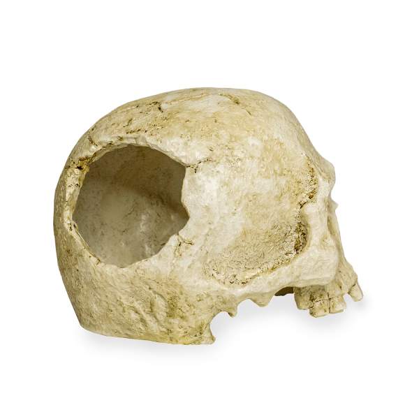 Lucky Reptile Deco Skull Monkey (Affenschädel)