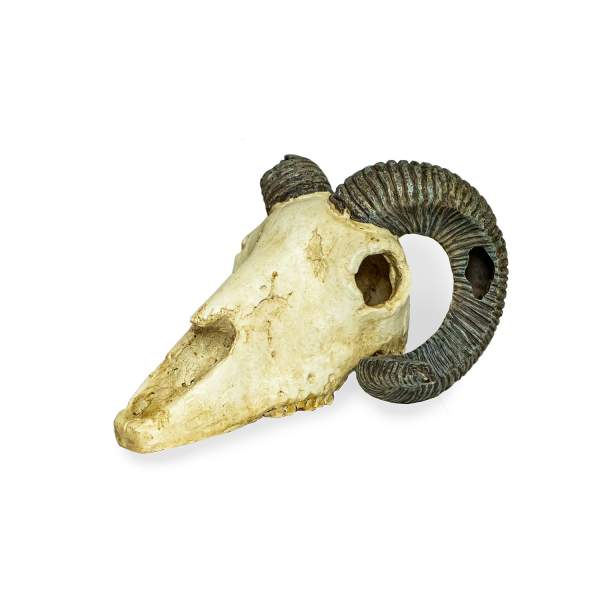 Lucky Reptile Deco Skull Ram (Widderschädel)