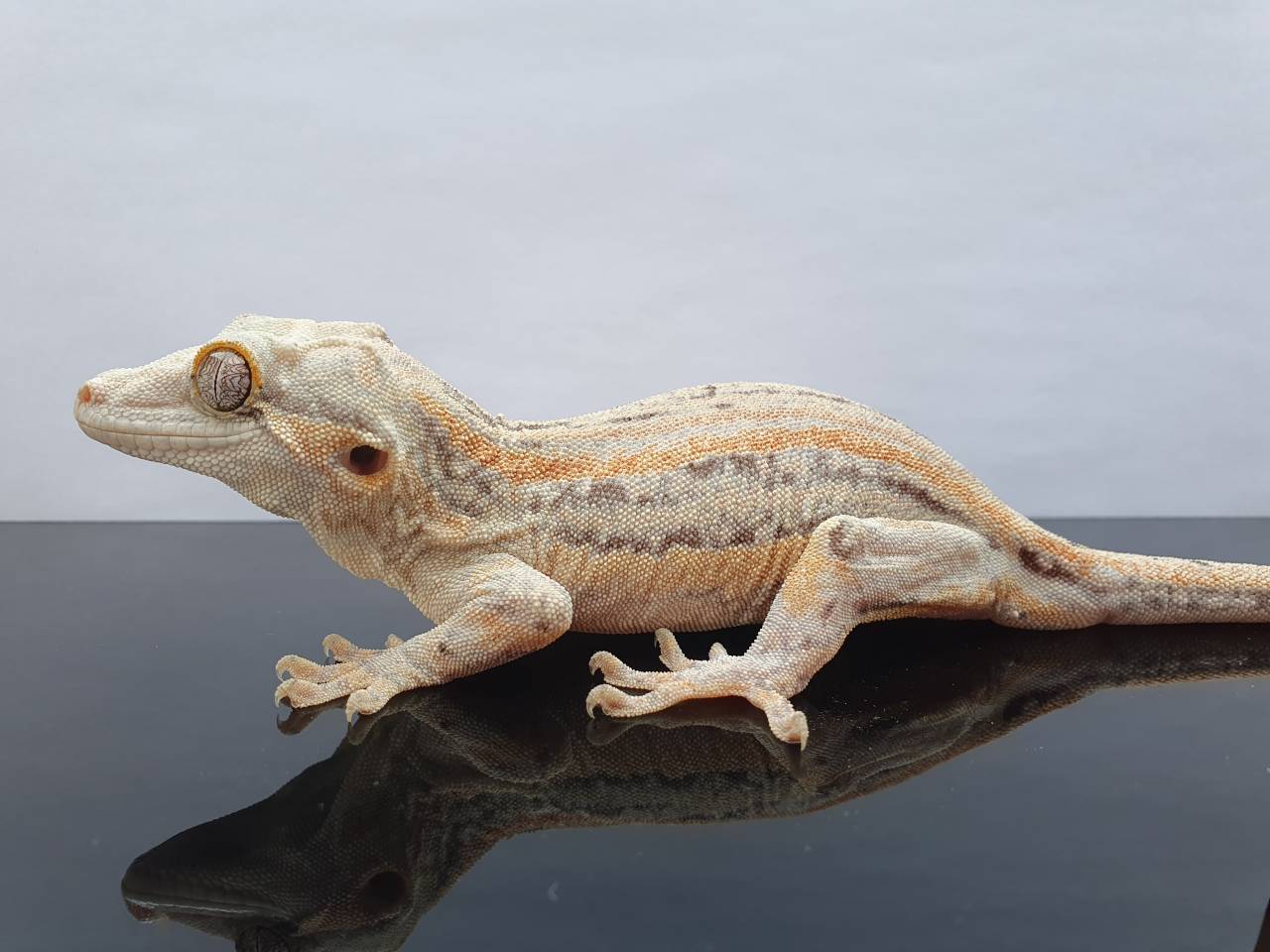 0.1 Rhacodactylus auriculatus Höckerkopfgecko Weibchen *Versand gratis*