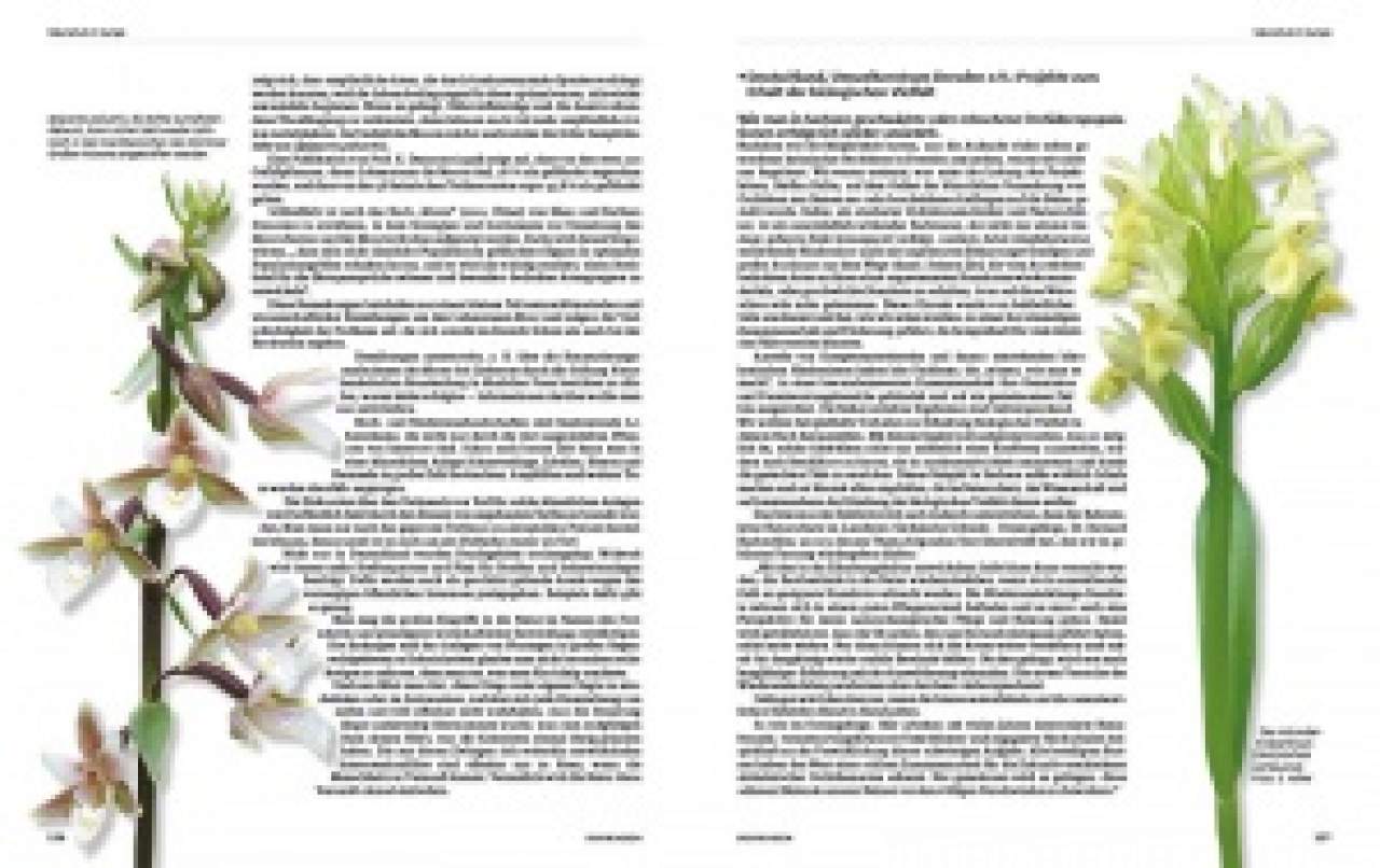 Erdorchideen  Naturschutz und Kultur im Garten | Geckoworld Shop
