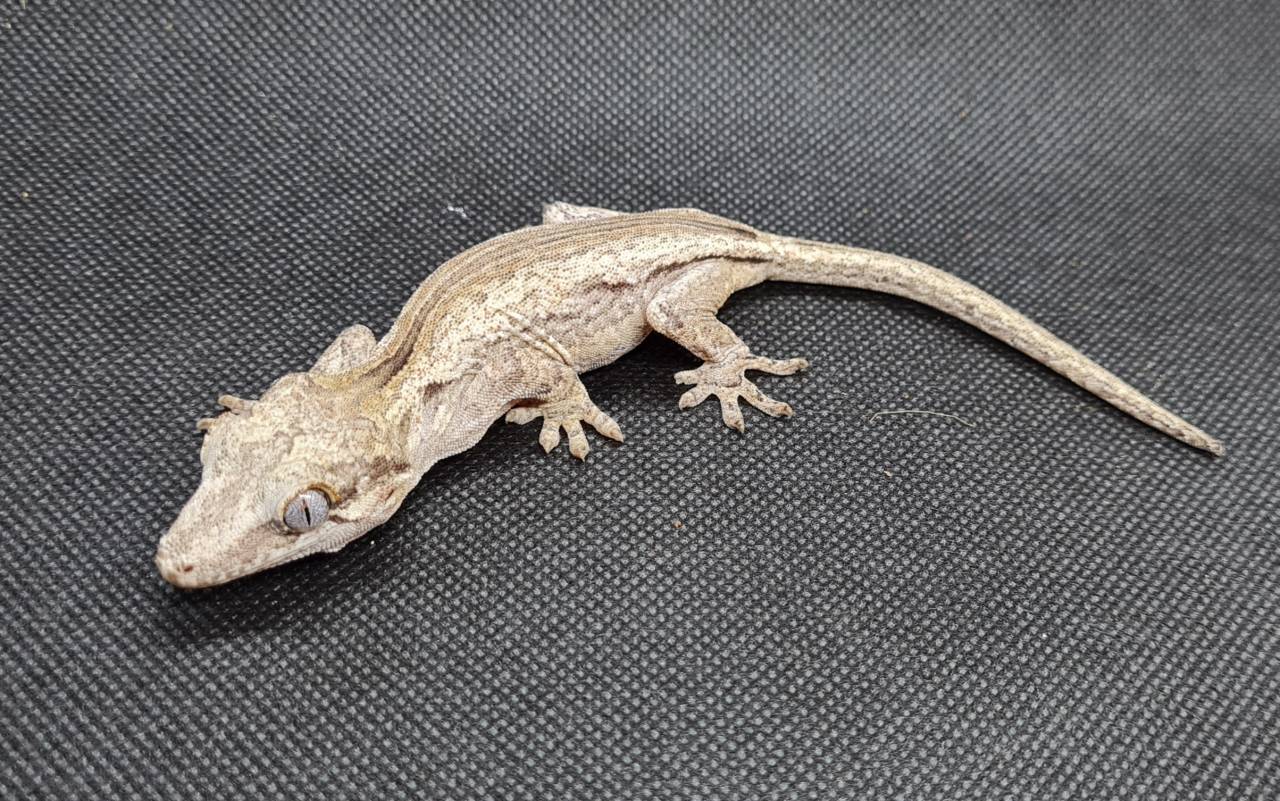 0.1 Rhacodactylus auriculatus Höckerkopfgecko Weibchen