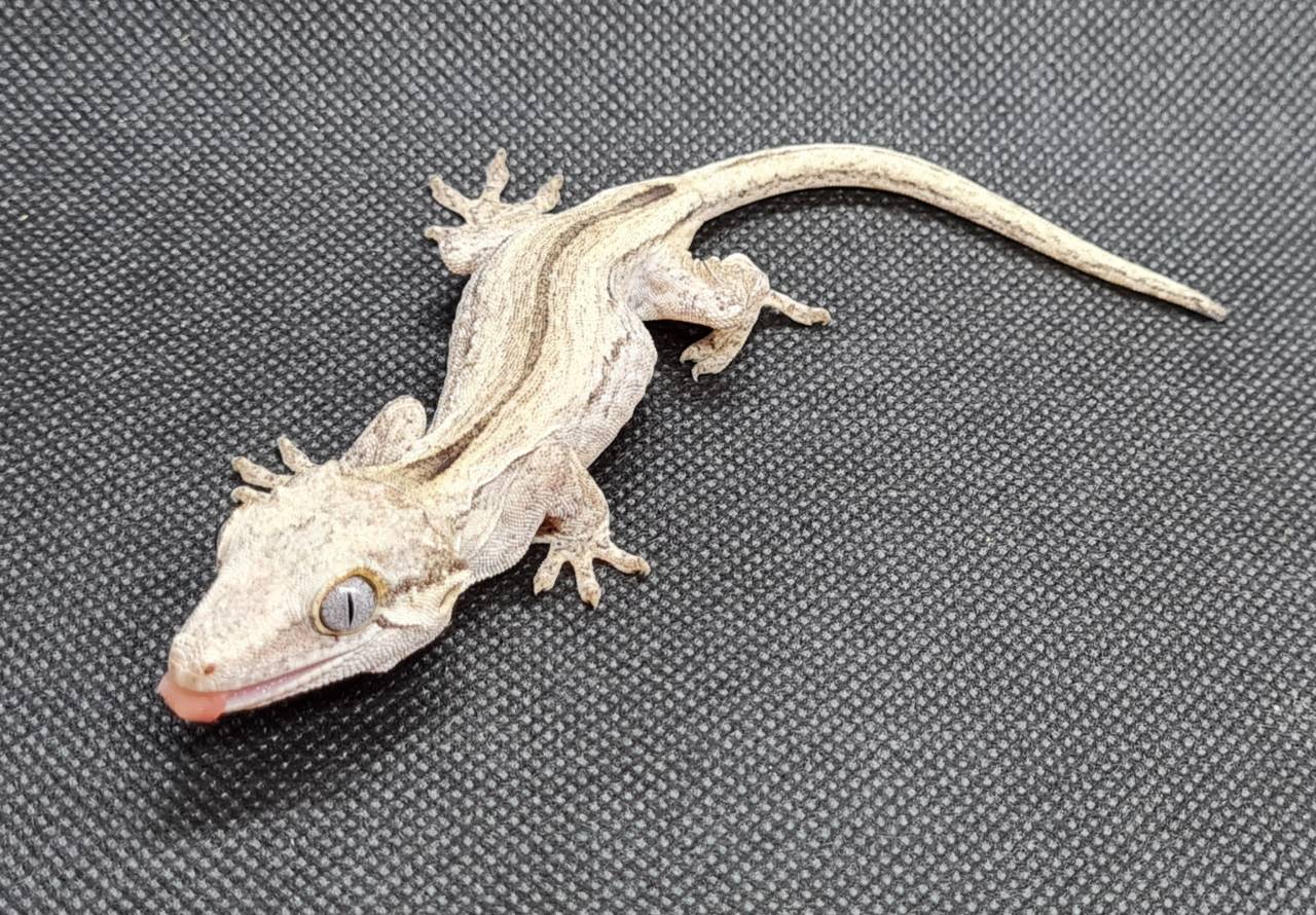 1.0 Rhacodactylus auriculatus Höckerkopfgecko Weibchen