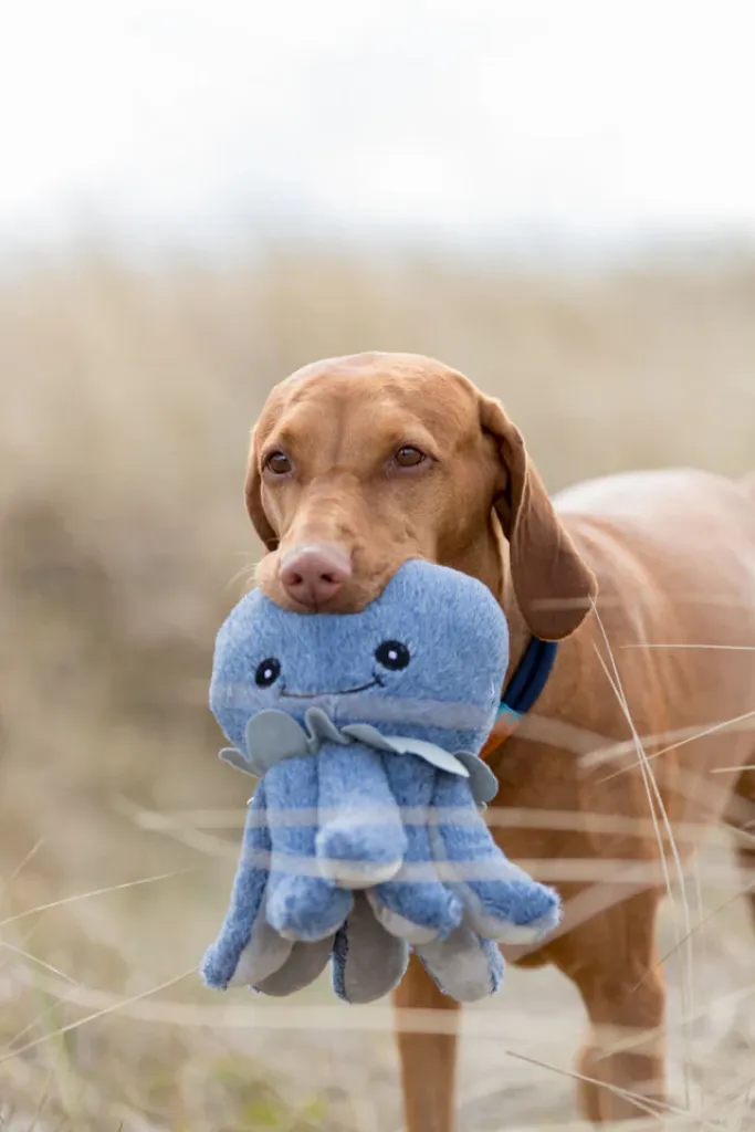 BE NORDIC Oktopus Ocke